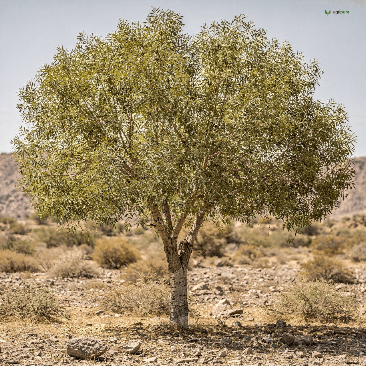 Afghan Ash (Fraxinus xanthoxyloides)