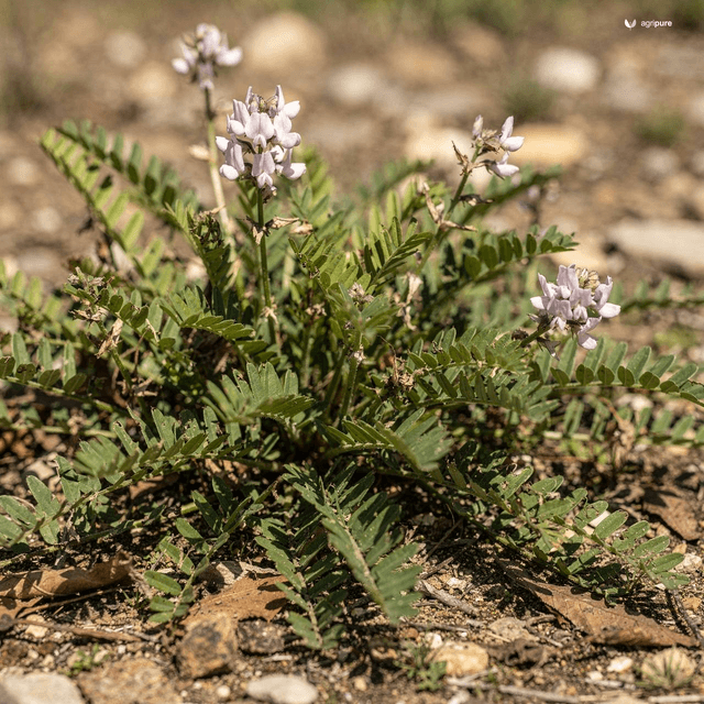 Licorice (Glycyrrhiza glabra)