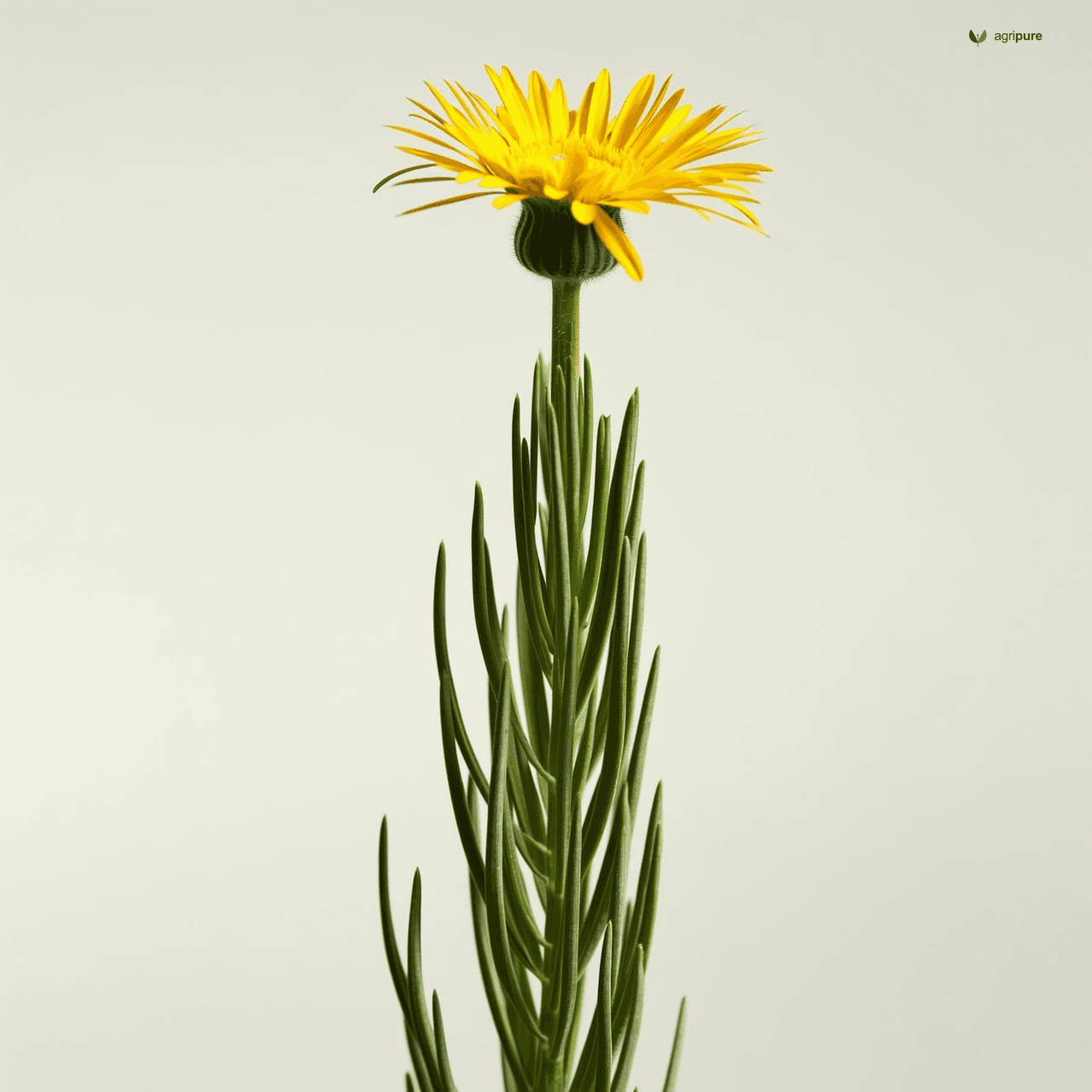 Niger (Guizotia abyssinica)