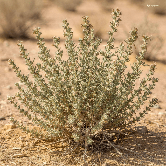 Stocks’ Saltwort (Lana) (Haloxylon stocksii)