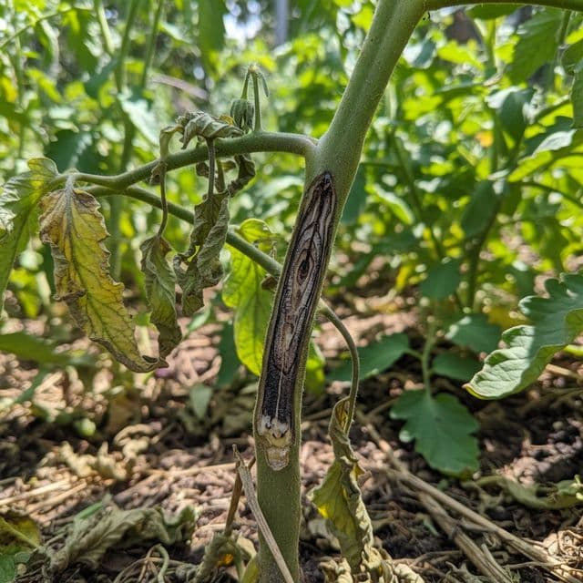 Protecting Tomato Yields: Fusarium & Verticillium Wilt in Zone 6