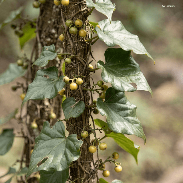 Nepal Ivy (Hedera nepalensis)