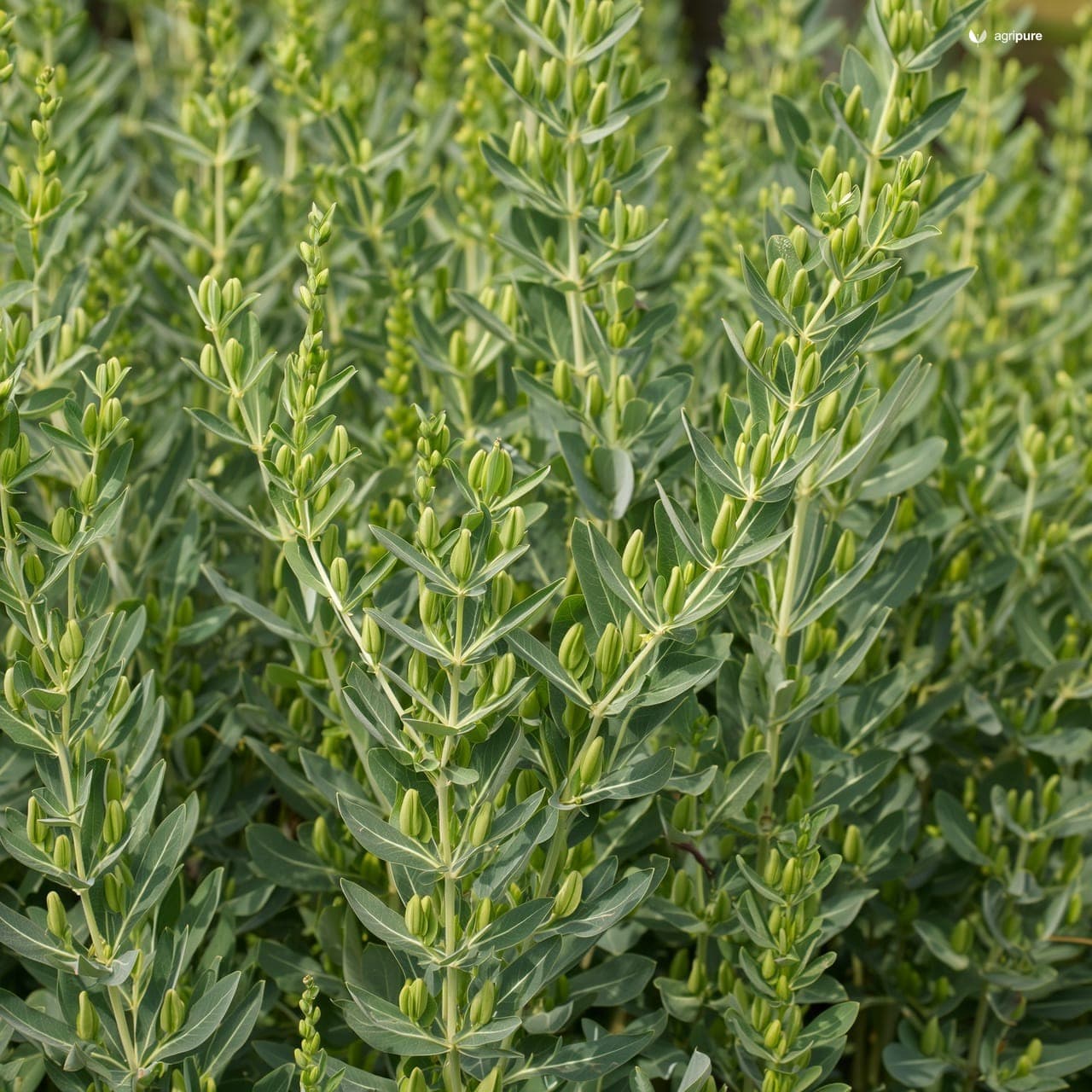 Cluster Bean (Cyamopsis tetragonoloba)