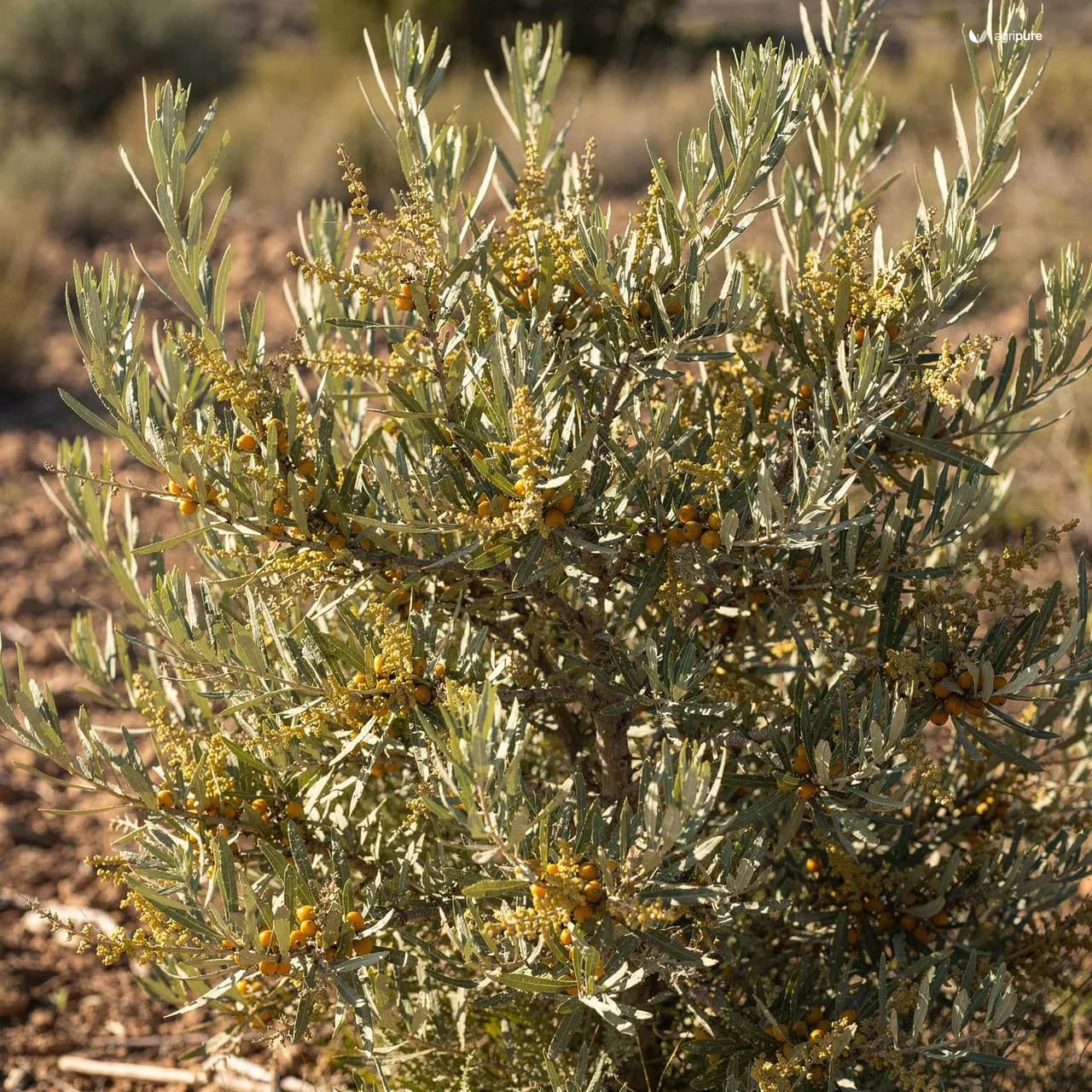 dalbergia-sissoo