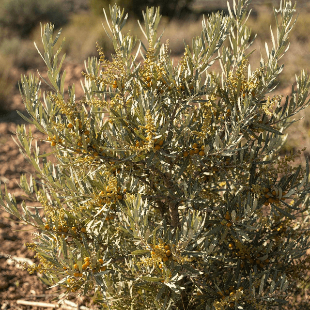Willow-Leaved Sea Buckthorn (Hippophae salicifolia)