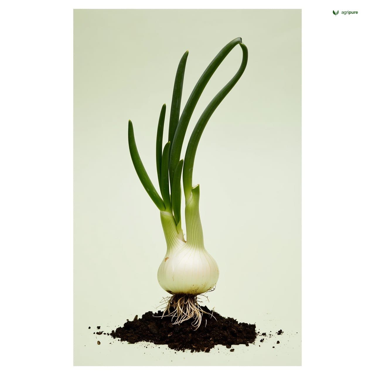 Onion (Allium cepa)