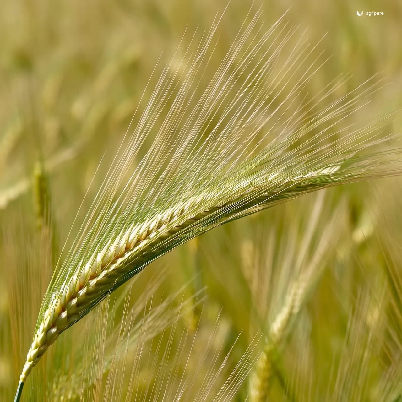 Barley (Hordeum vulgare)