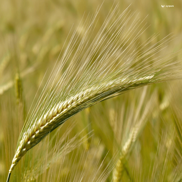 Barley (Hordeum vulgare)
