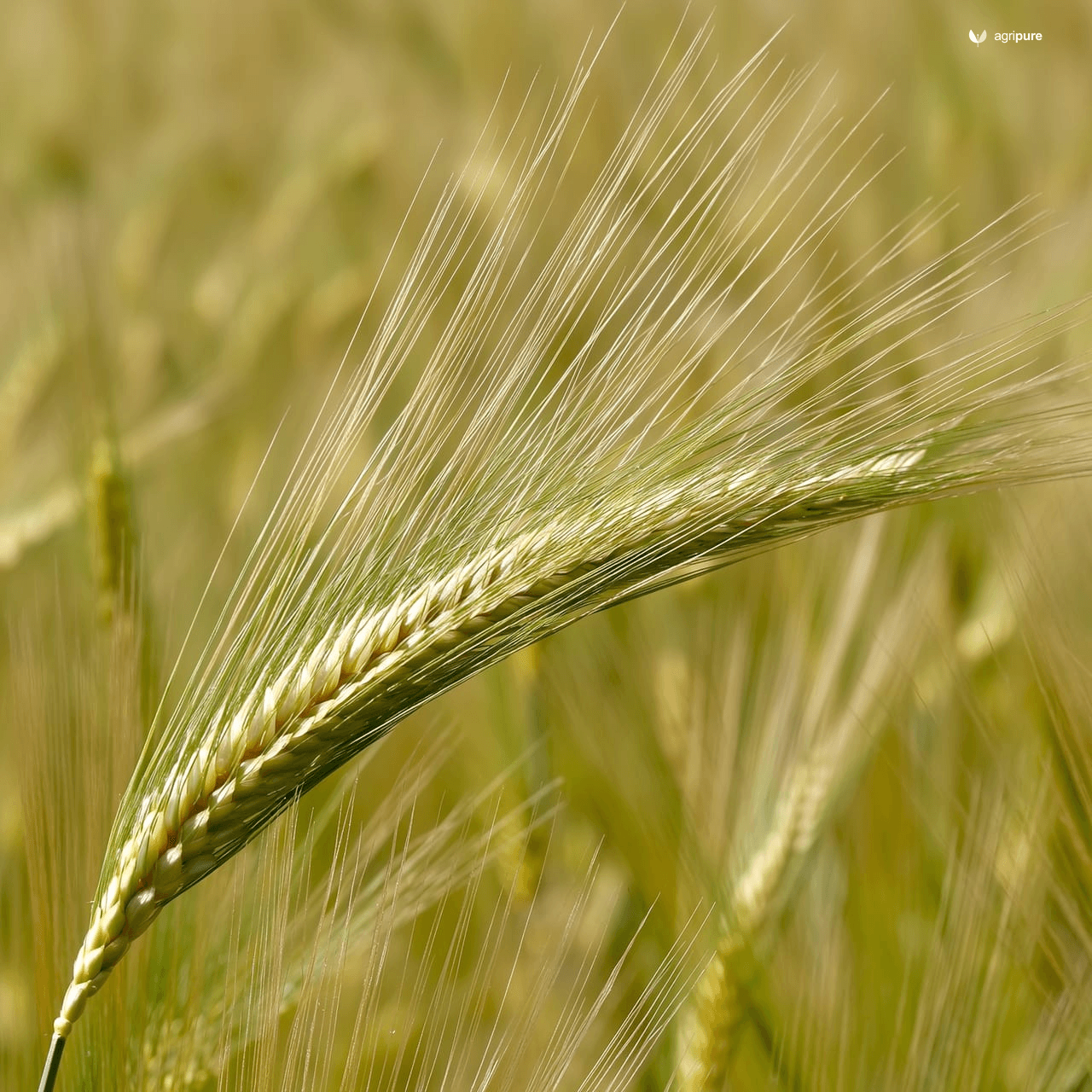 Barley (Hordeum vulgare)