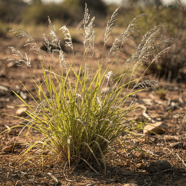 Cogon Grass (Imperata cylindrica)