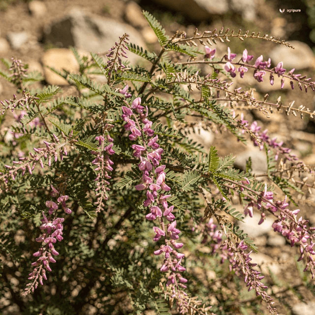 Himalayan Indigo (Indigofera heterantha)