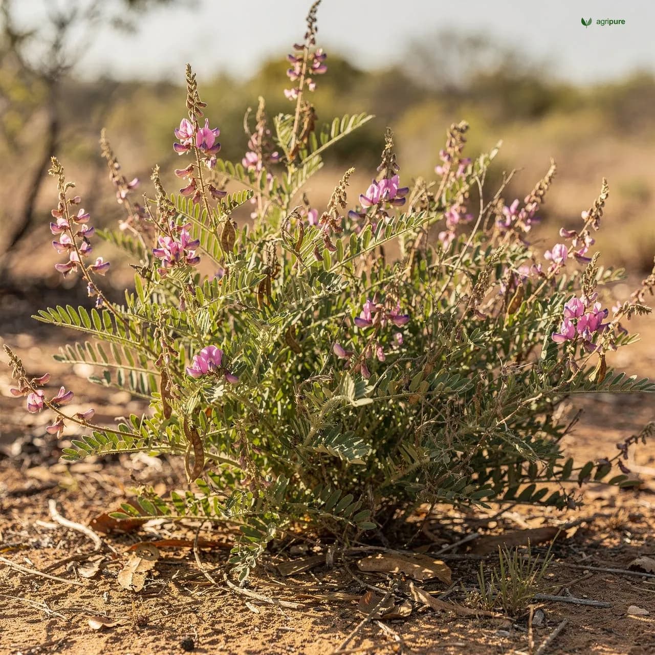 Greater Yam (Dioscorea alata)