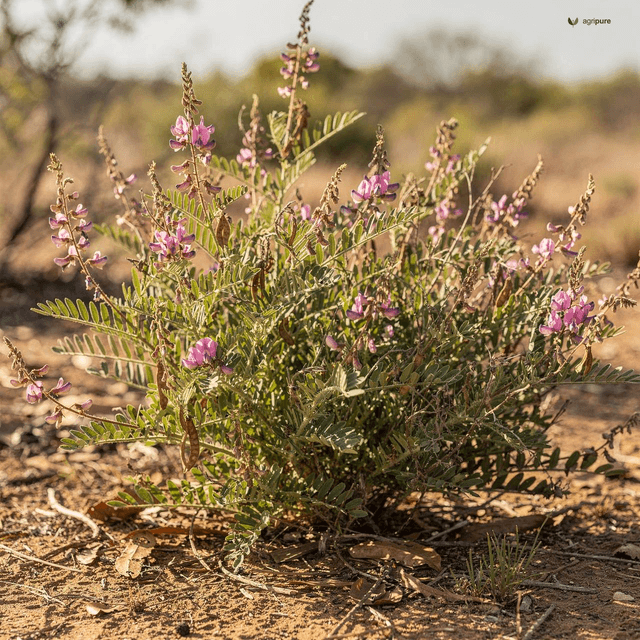 Wild Indigo (Oblong-Leaf Indigo) (Indigofera oblongifolia)