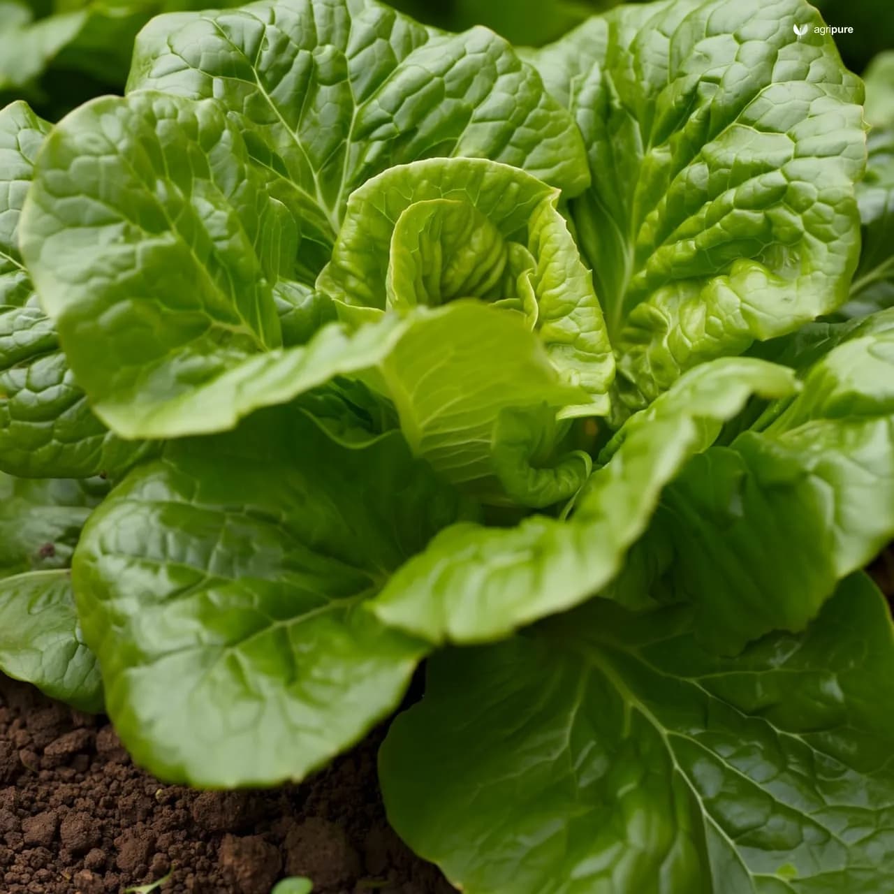 Lettuce (Lactuca sativa)