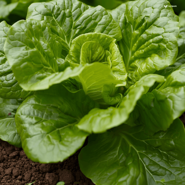Lettuce (Lactuca sativa)