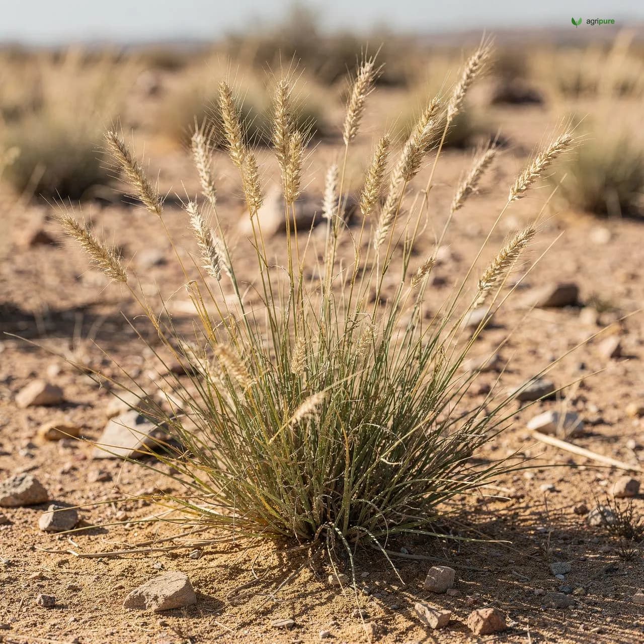 Rocket (Eruca sativa)