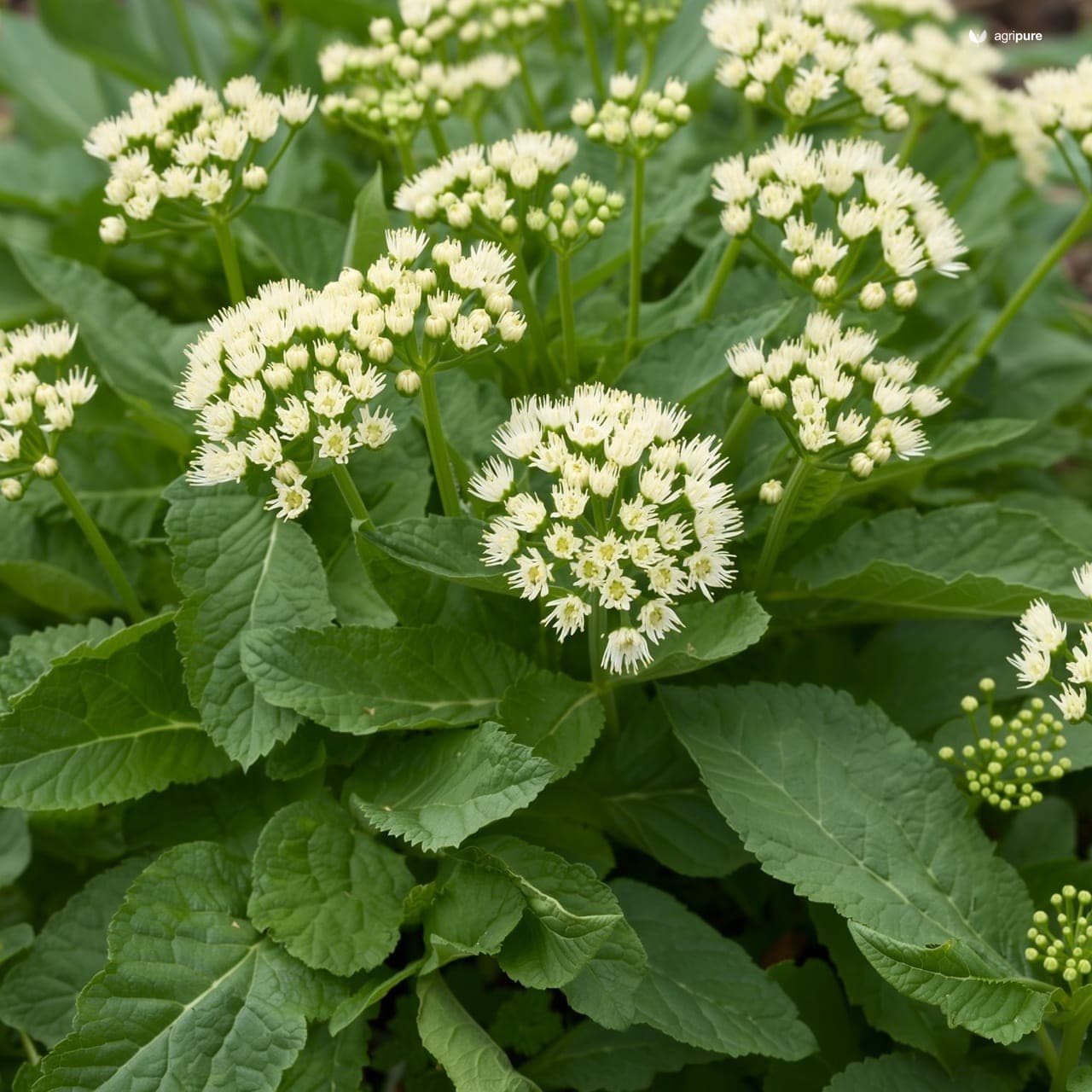 Rocket (Eruca sativa)