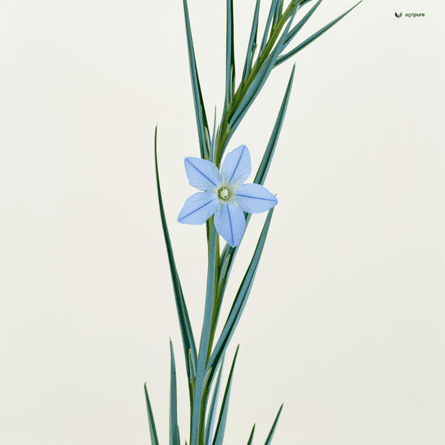 Linseed (Linum usitatissimum)