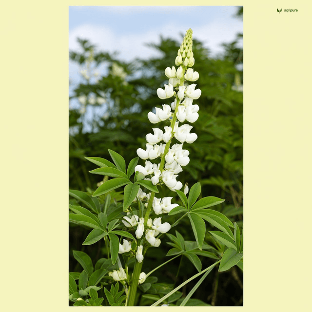 White Lupin (Lupinus albus)