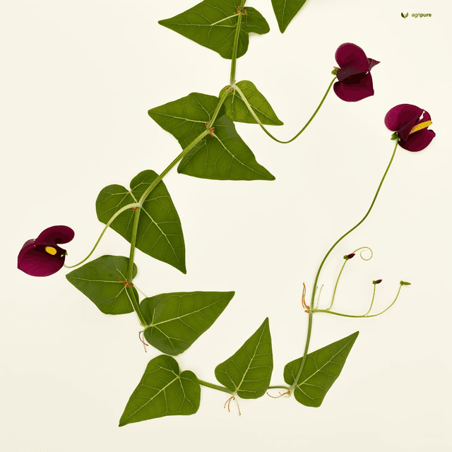 Siratro (Macroptilium atropurpureum)