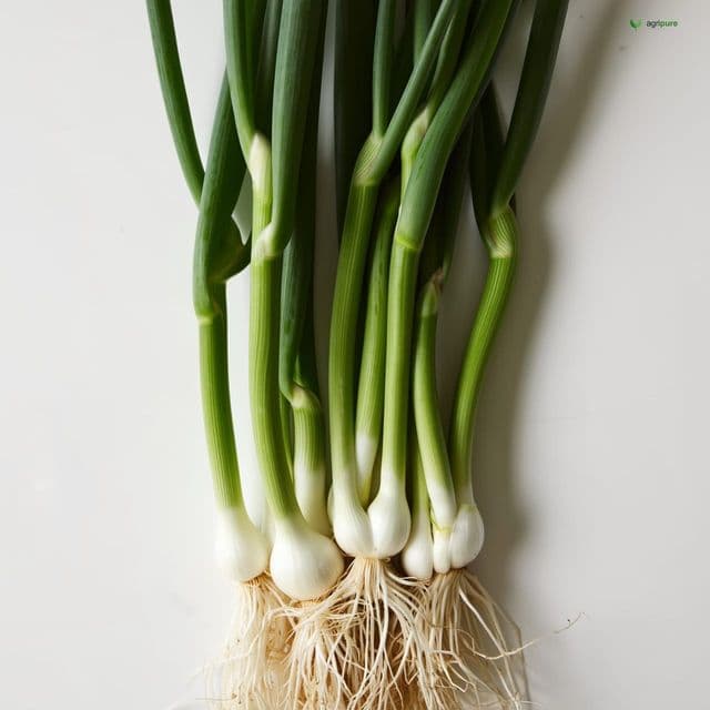 Spring Onion (Allium fistulosum)