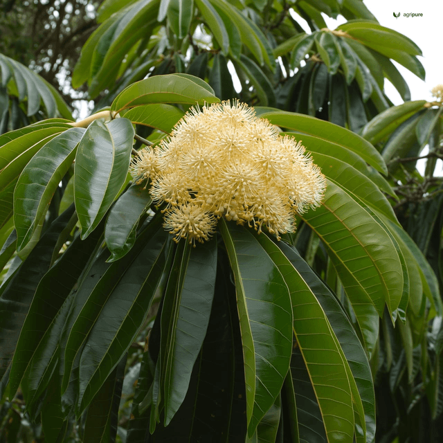 Mahua (Madhuca longifolia)