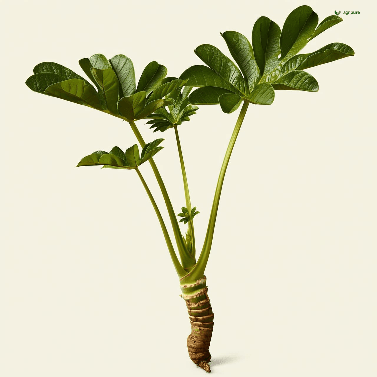 Cassava (Manihot esculenta)