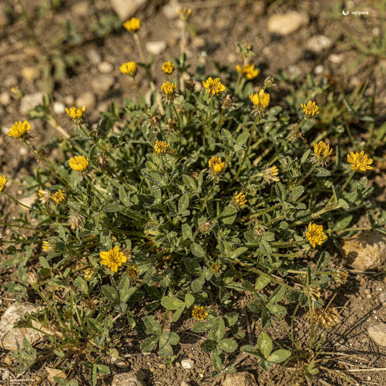 Black Medick (Medicago lupulina)