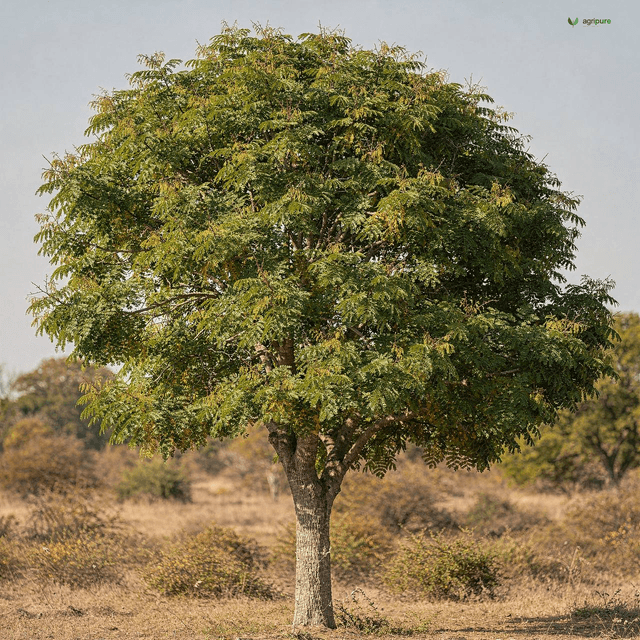 Chinaberry (Melia azedarach)