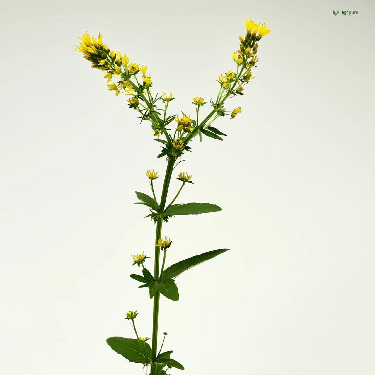 Indian Sweet Clover (Melilotus indicus)