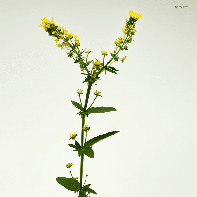 Indian Sweet Clover (Melilotus indicus)