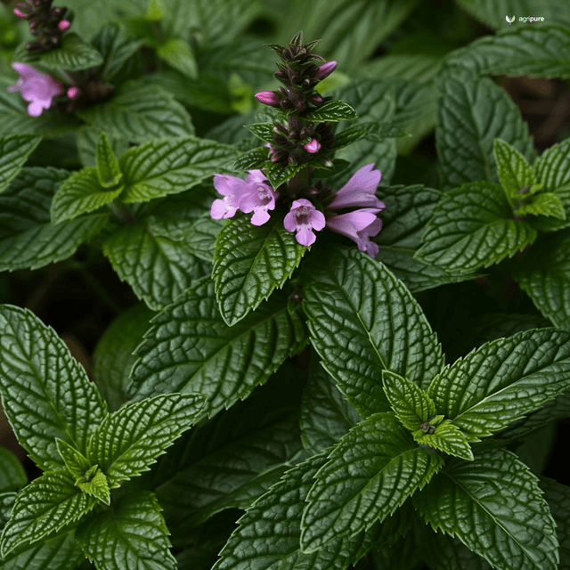Peppermint (Mentha × piperita)