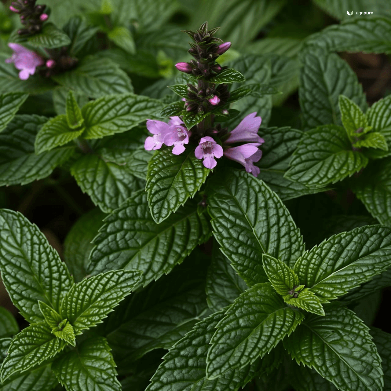 Peppermint (Mentha × piperita)