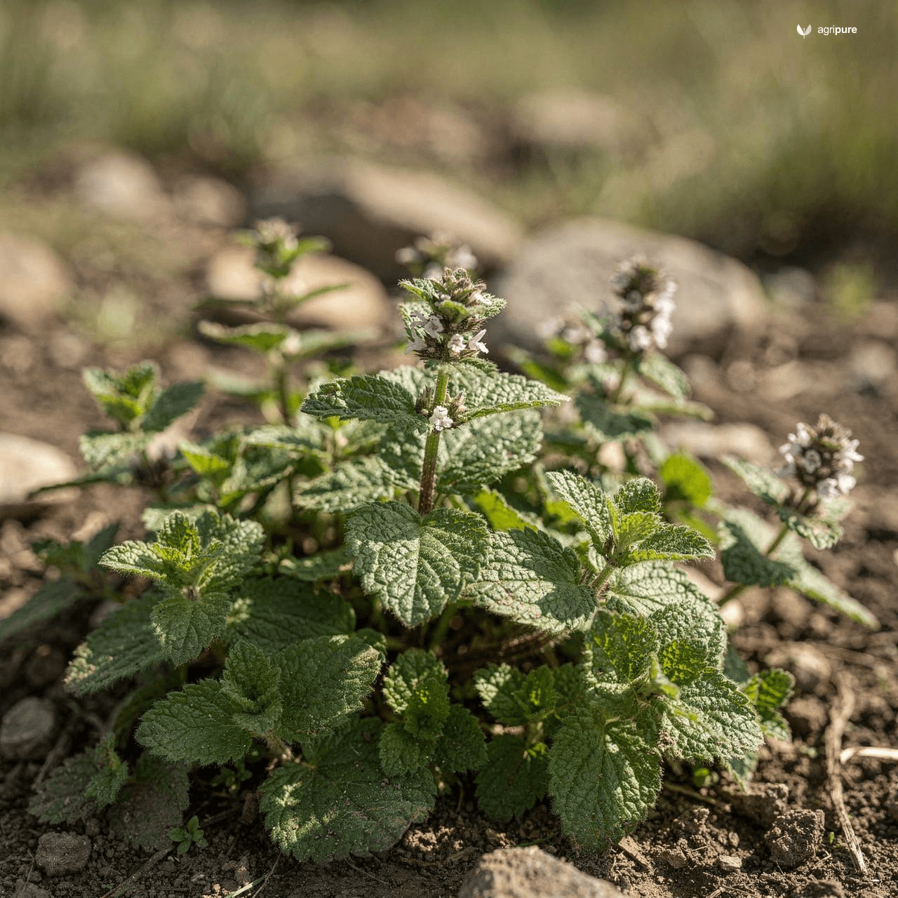 Royle’s Mint (Mentha royleana)