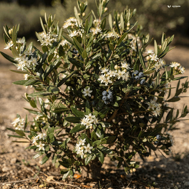 Common Myrtle (Myrtus communis)