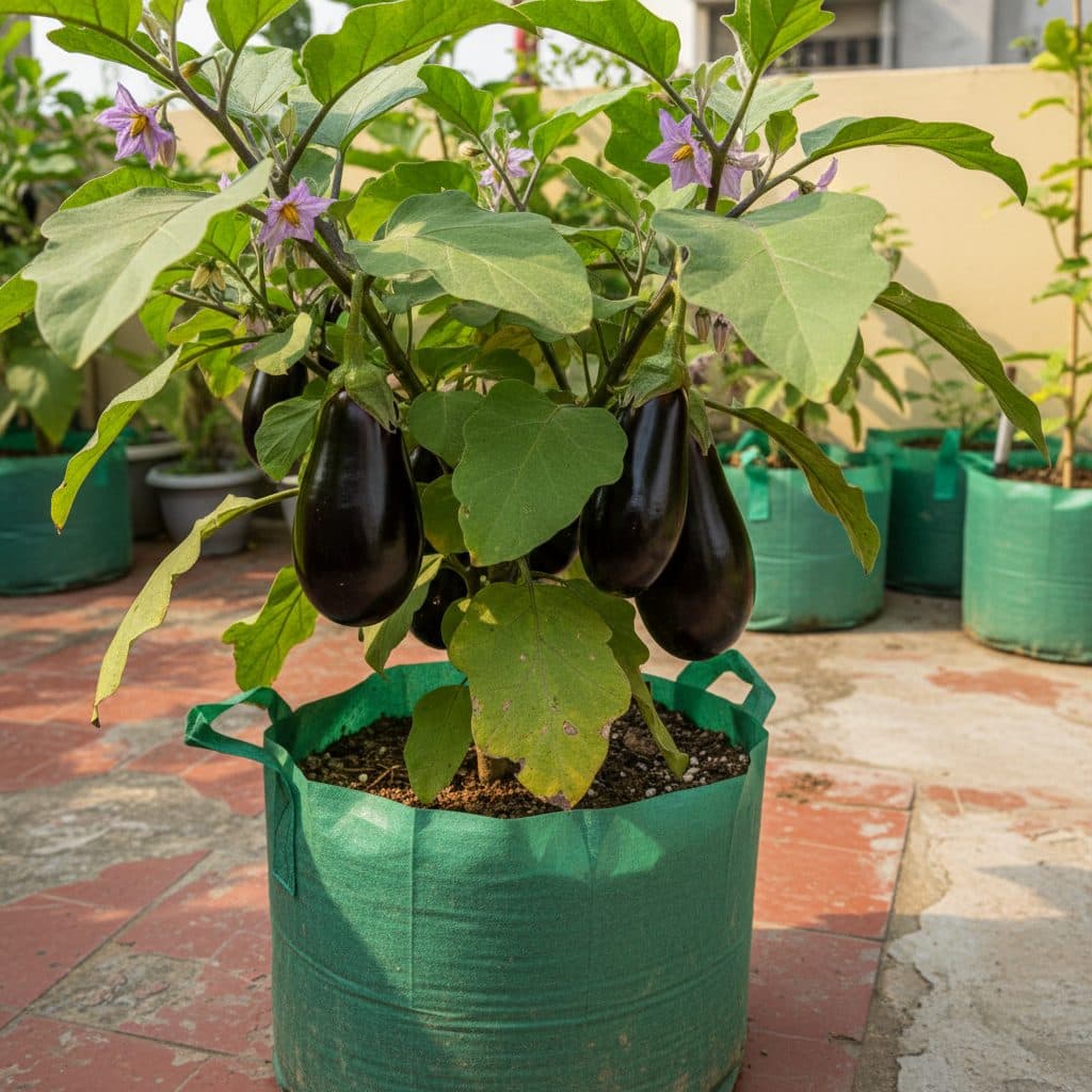 A thriving brinjal plant in a green HDPE grow bag on an Indian sunny terrace garden bearing glossy deep purple eggplants and lilac flowers.
