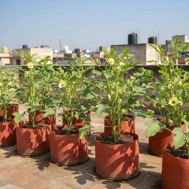 How to Grow Lady Finger in Pots: Indian Terrace Care Guide