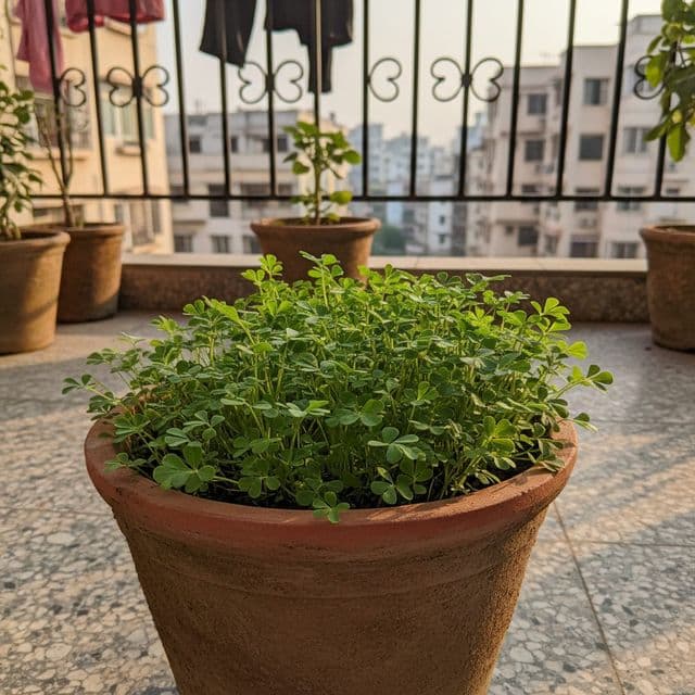 How to Grow Methi in Pots at Home: Sowing to Harvest