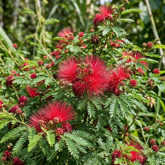 Calliandra fodder shrub (Calliandra calothyrsus)