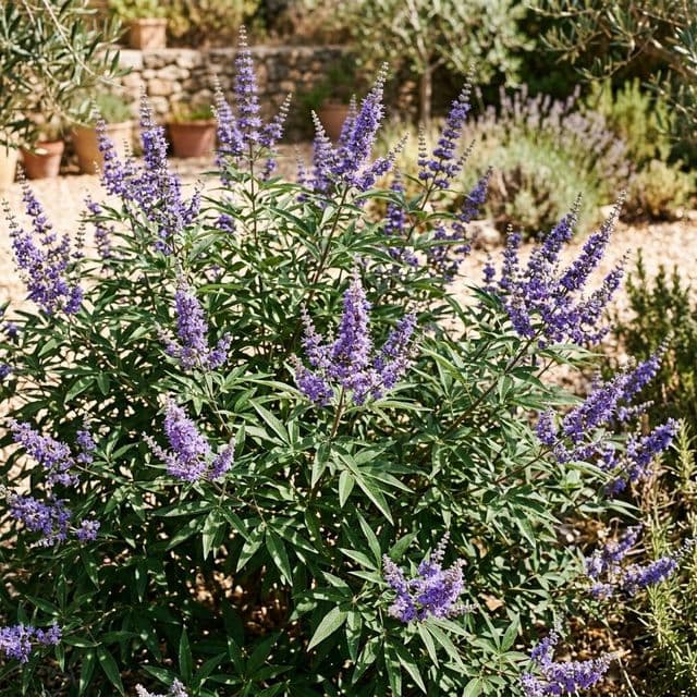 Chaste tree vitex (Vitex agnus-castus)