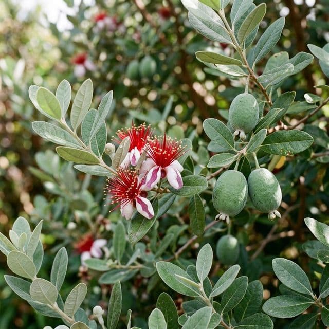 Feijoa pineapple guava (Acca sellowiana)