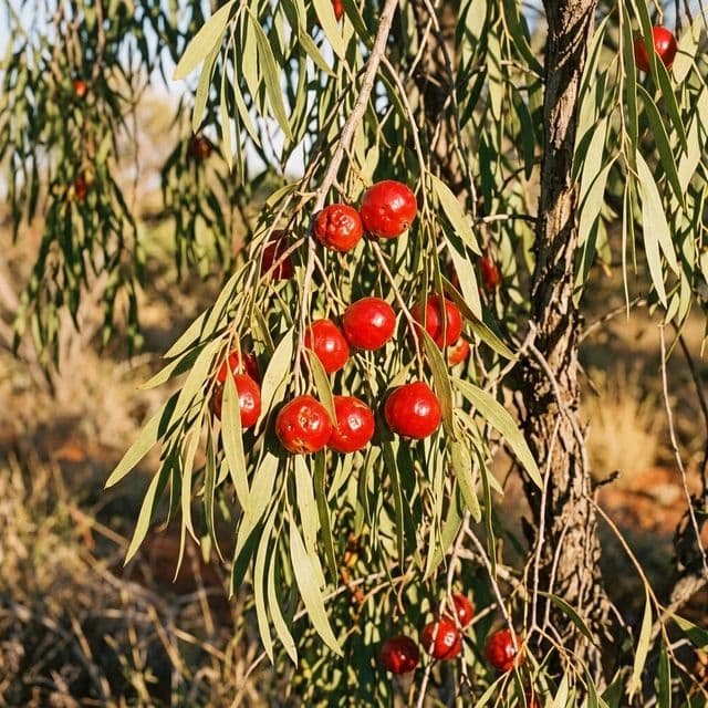 Quandong (Santalum acuminatum)