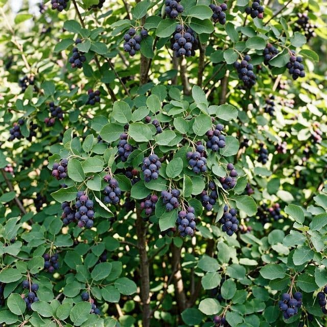 Saskatoon serviceberry (Amelanchier alnifolia)