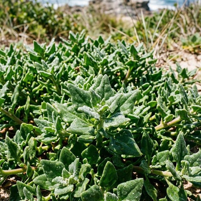 Warrigal greens (Tetragonia tetragonioides)