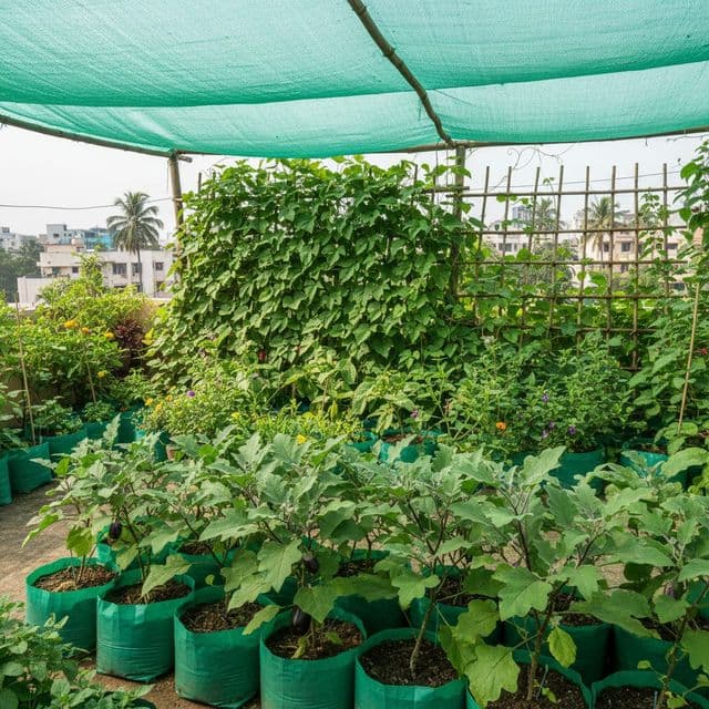Terrace Garden Chennai: Heat Setup, Plants and Monsoon Care