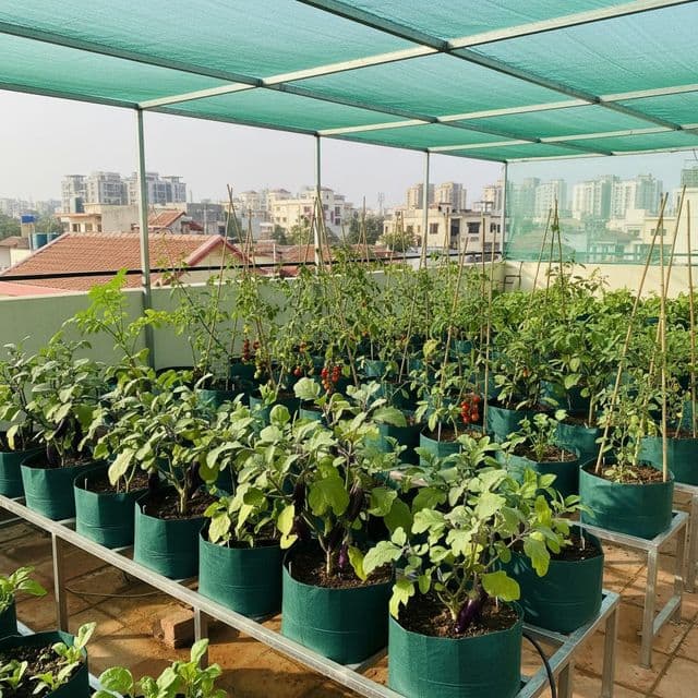 Terrace Garden Pune: Seasonal Planting and Setup Guide