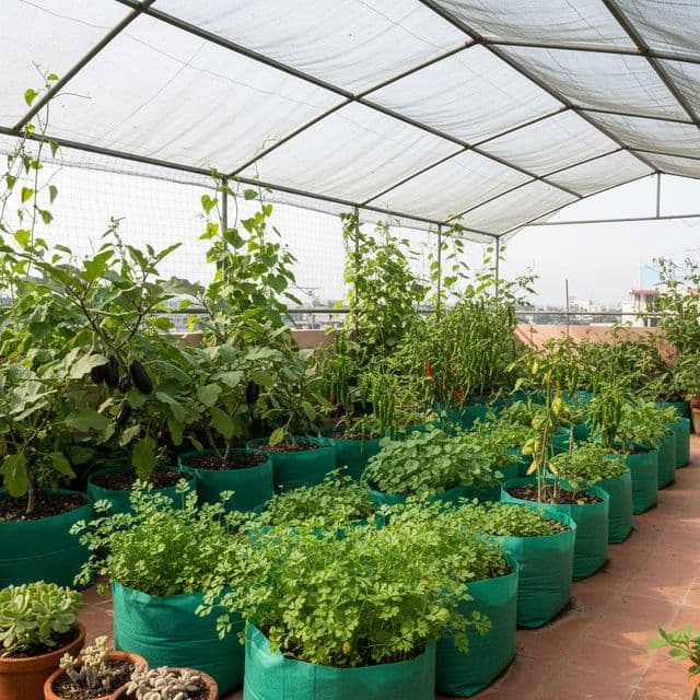 What Is Kitchen Garden: Benefits and Indian Guide
