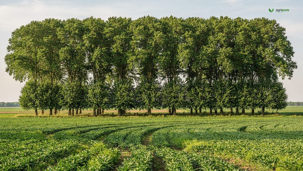 A tall multi-row windbreak of trees sheltering a green field of crops from wind, with open sky beyond