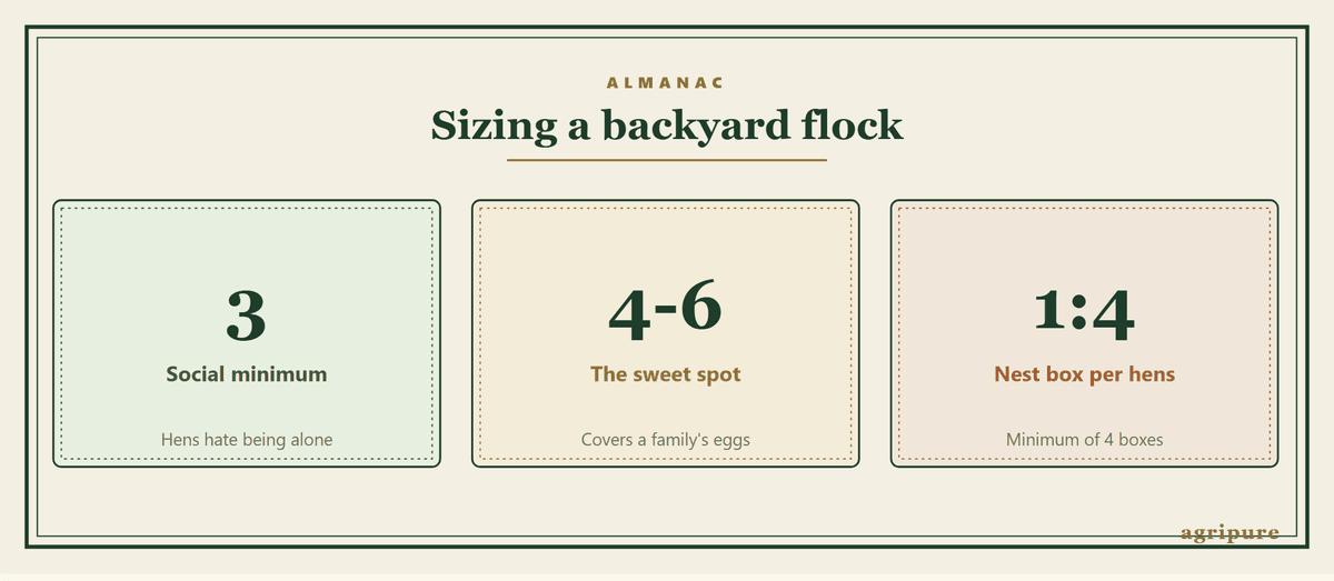 Backyard flock numbers: 3 hens is the social minimum, 4 to 6 suits a family, and you need 1 nest box for every 4 birds