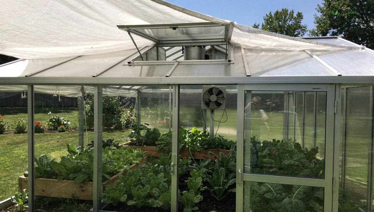 A summer greenhouse with white shade cloth over the roof, a roof vent propped open, and an exhaust fan in the end wall, leafy greens growing in dappled shade inside, no people